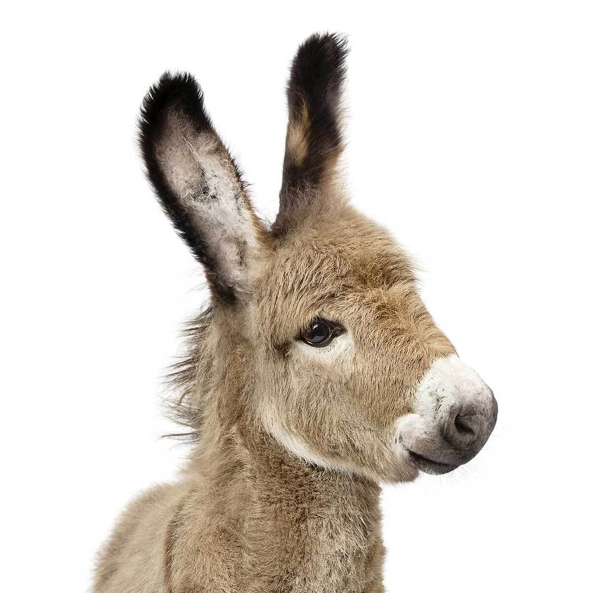 Affiche enfant anon  Affiche + cadre en bois - Chêne