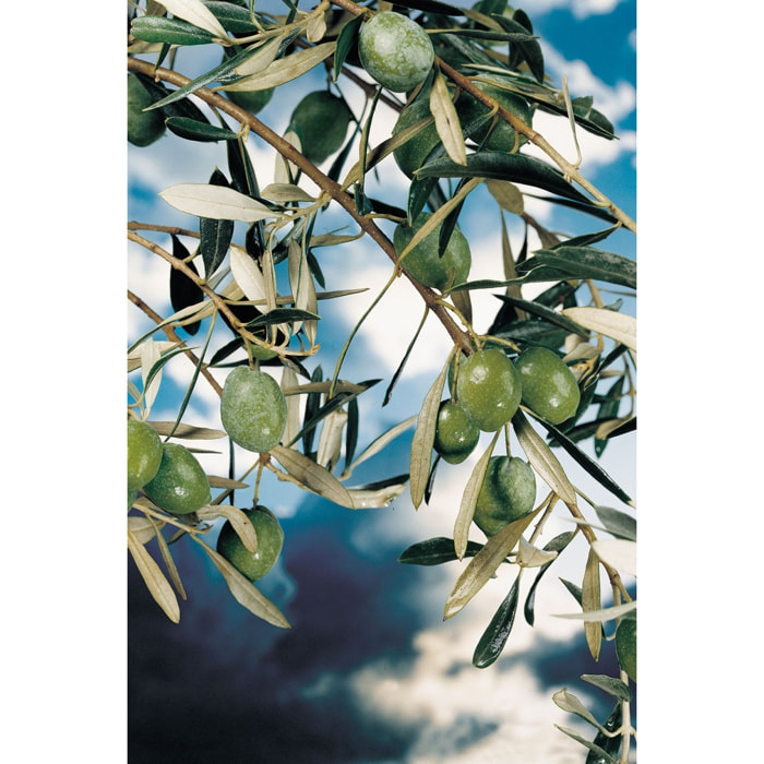 Tableau kalamata Tableau plexiglas