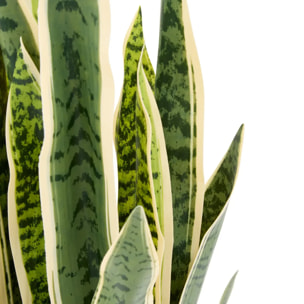 Plante artificielle Nippo H.78cm marron