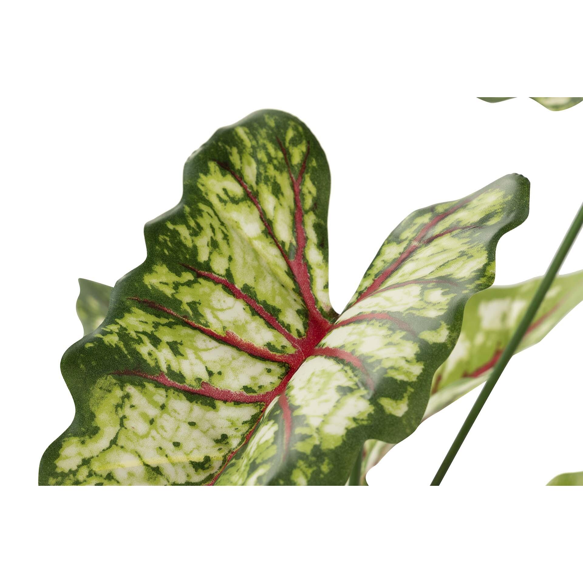 Arbol Caladium Bicolor Con Maceta 50x50x70 Cm