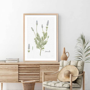 Affiche fleurs Lavande illustrée Affiche sous cadre bois