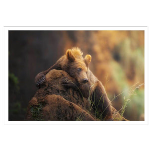 Affiche portrait d'ours Affiche seule