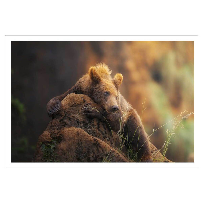 Affiche portrait d'ours Affiche seule