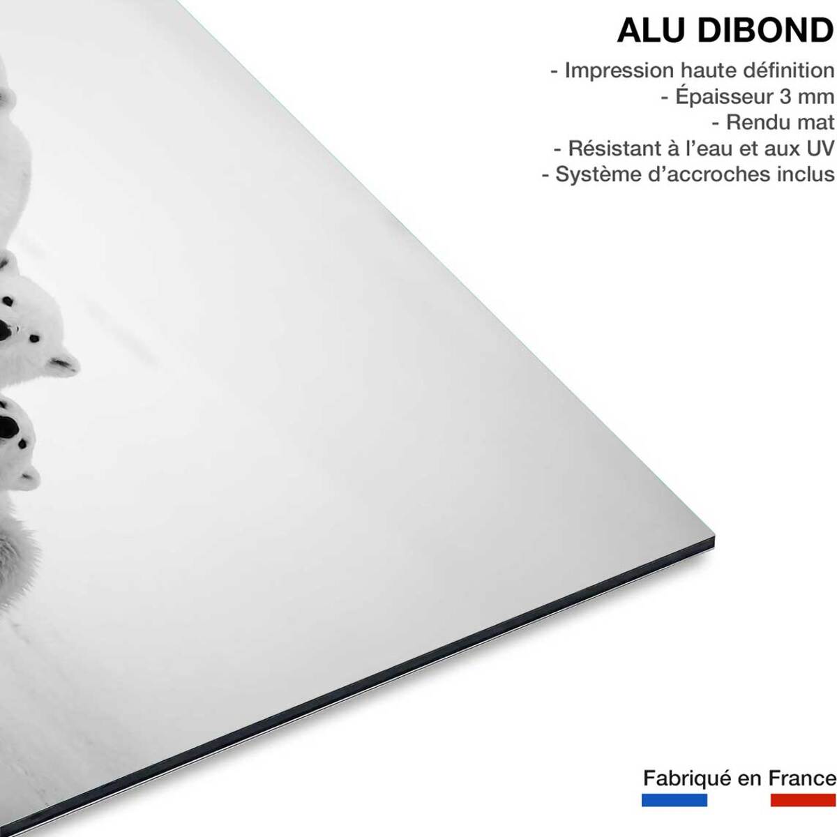Tableau animaux family polar bear Tableau alu Dibond