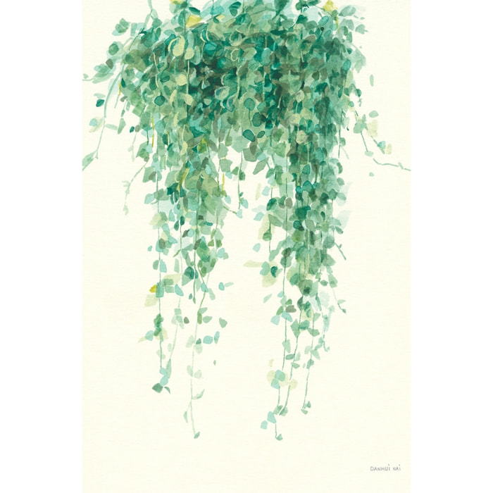 Tableau fleurs Plante tropicale Ceropegia illustrée Tableau plexiglas