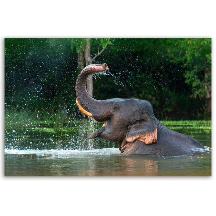 Tableau éléphant sauvage éclaboussures d’eau tropicales Toile imprimée