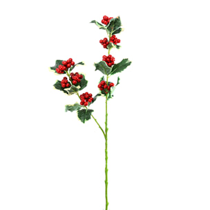 Agrifoglio - Pezzi 24 - 20xH55x6cm - Bianchi Dino SpA