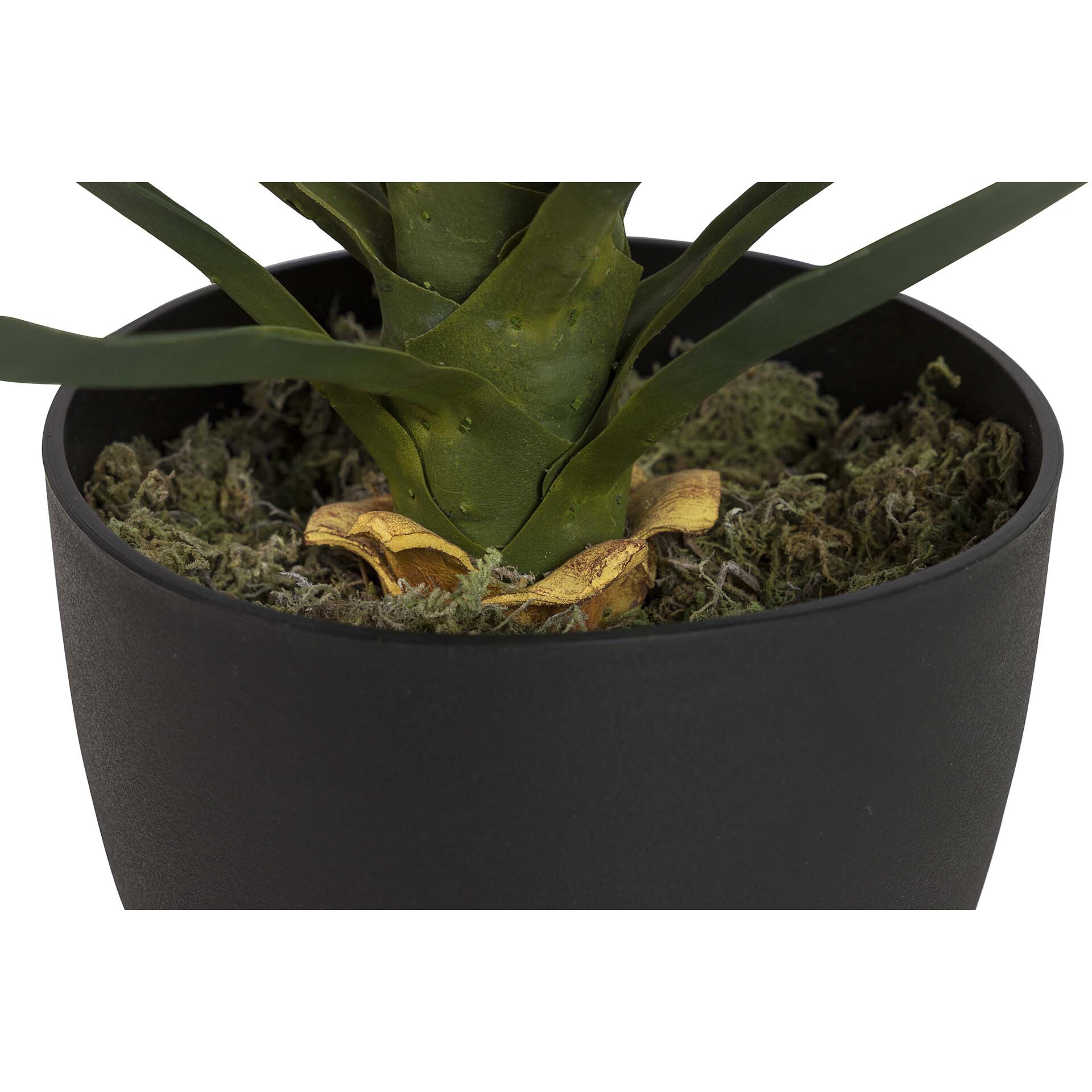 Planta Yucca Con Maceta 70x70x70 Cm