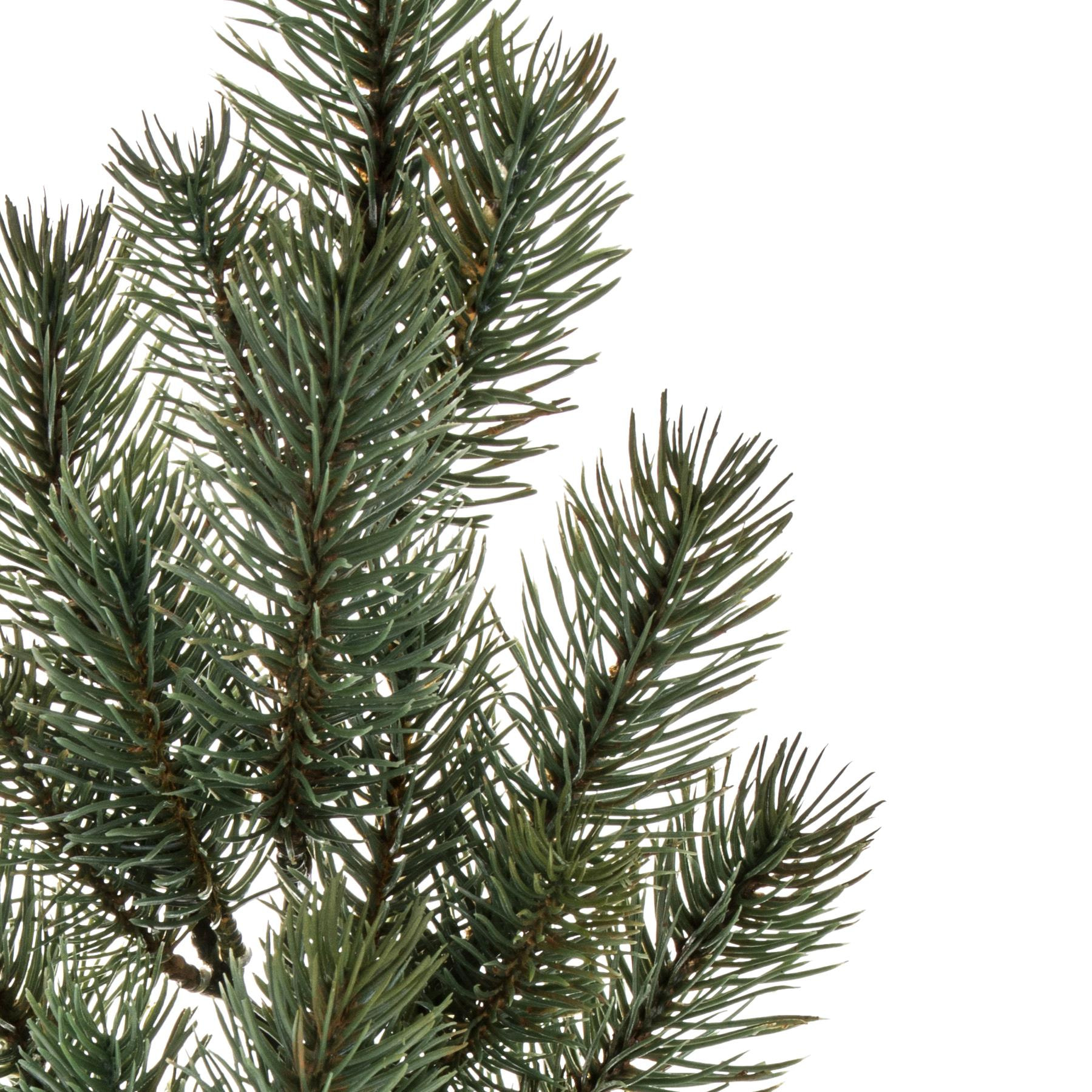 Abete ramo - Pezzi 12 - 18xH65x20cm - Bianchi Dino SpA