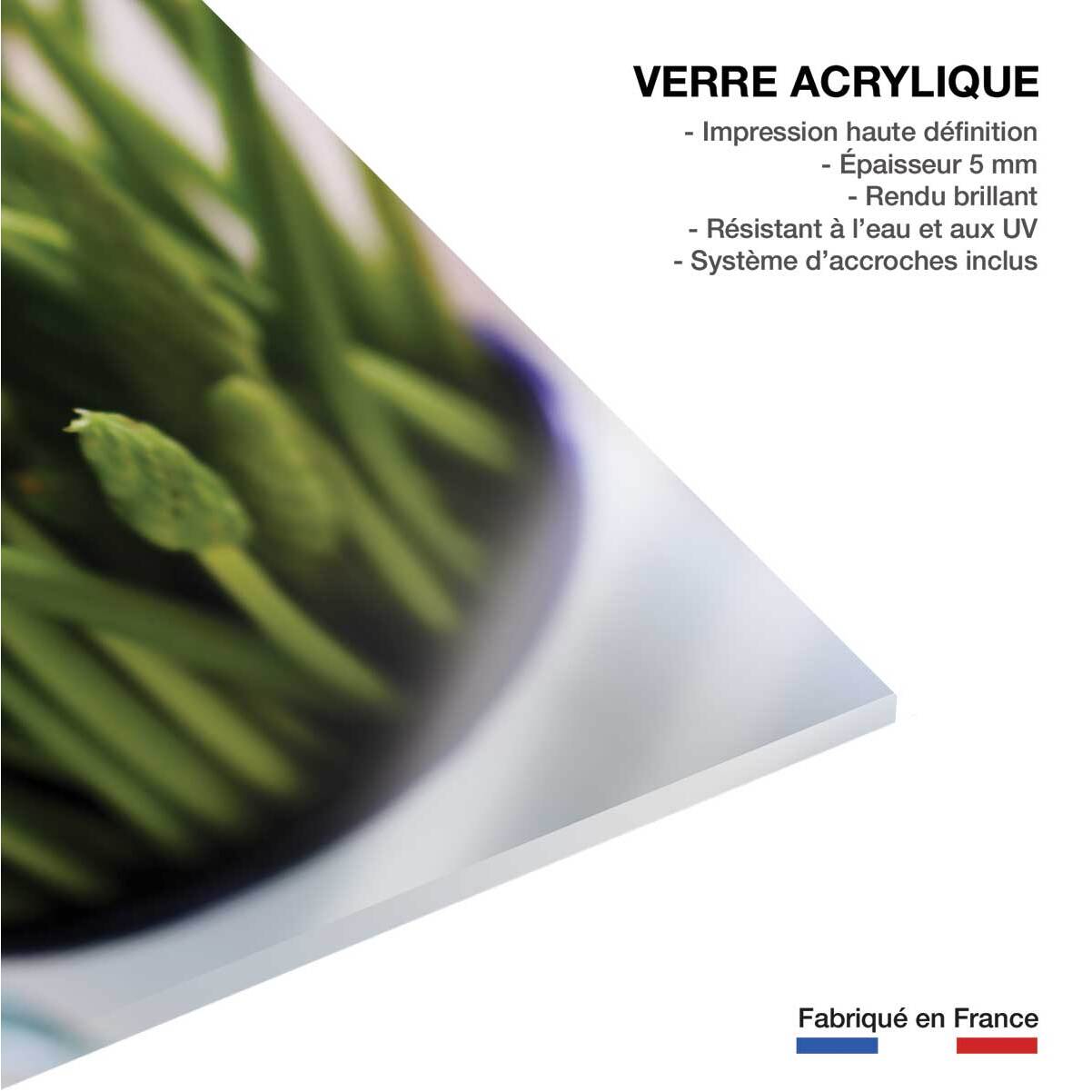 Tableau graine germée verte Tableau plexiglas