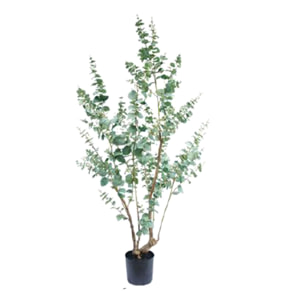 Eucalyptus con vaso - Pezzi 1 - Colore: Verde - 41xH210x20cm - Bianchi Dino