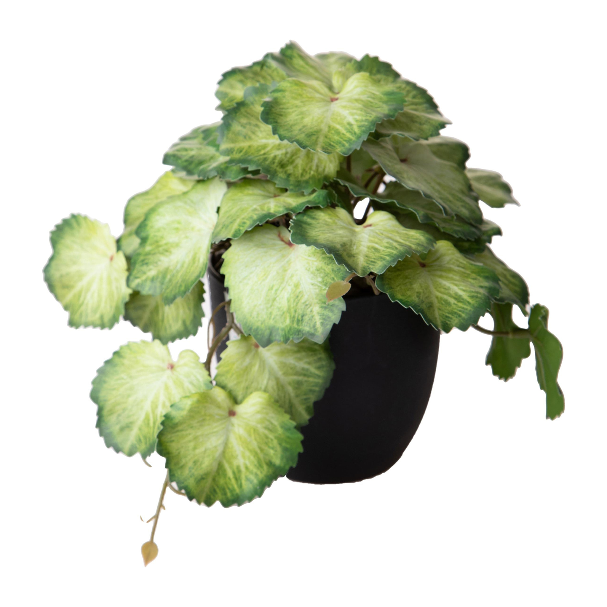 Heuchera In Vaso 20 Cm - Pezzi 3 - 10X20X10cm - Colore: Verde - Bianchi Dino - Piante Artificiali