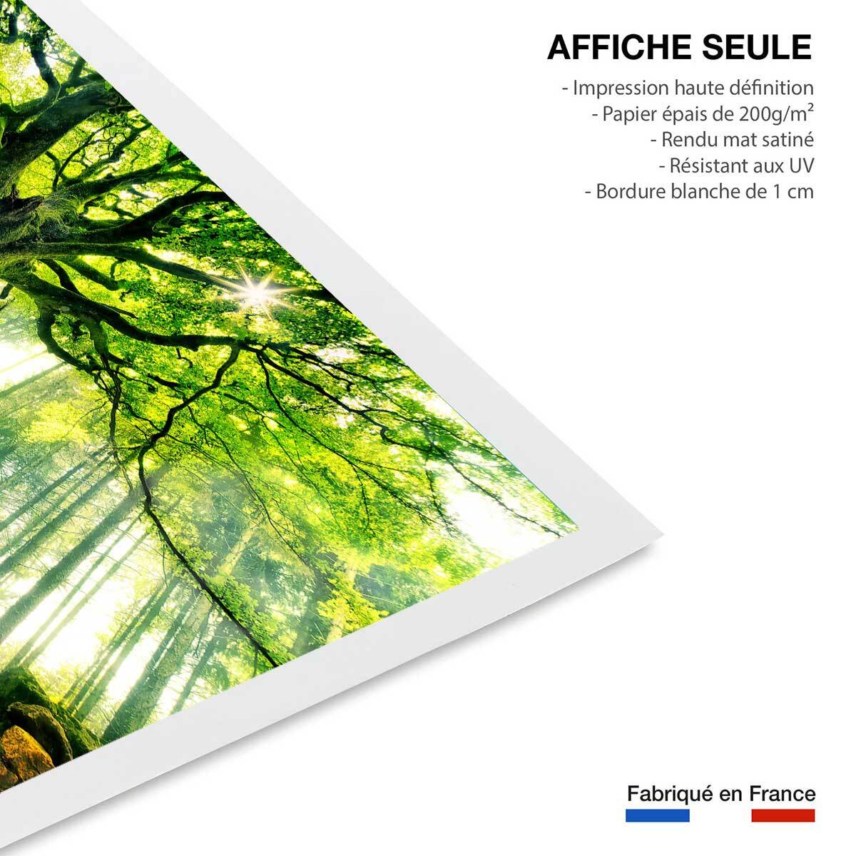 Affiche nature l 'hêtre de ponthus Affiche seule