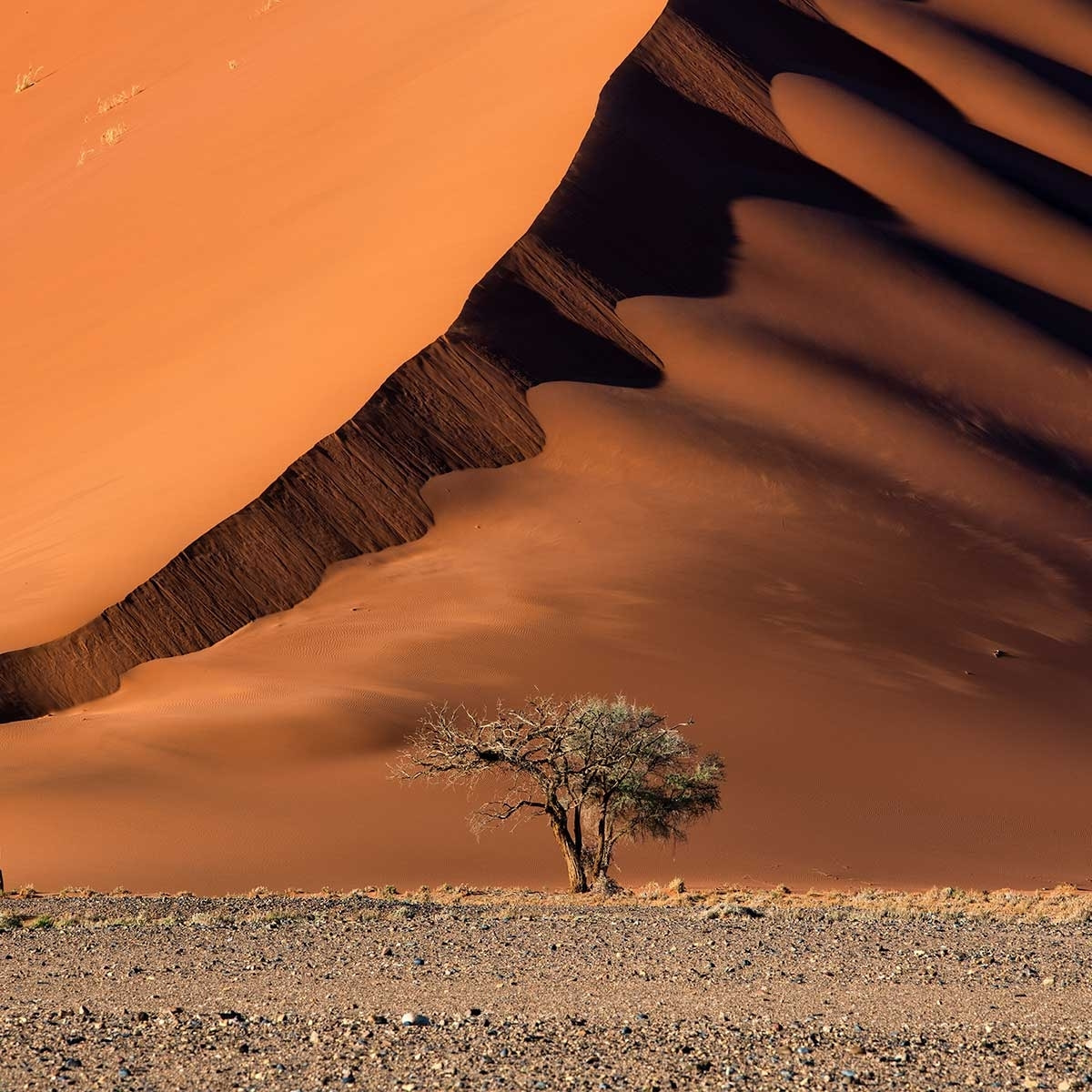 Affiche L'arbre sur la dune, Namibie Affiche sous cadre noir