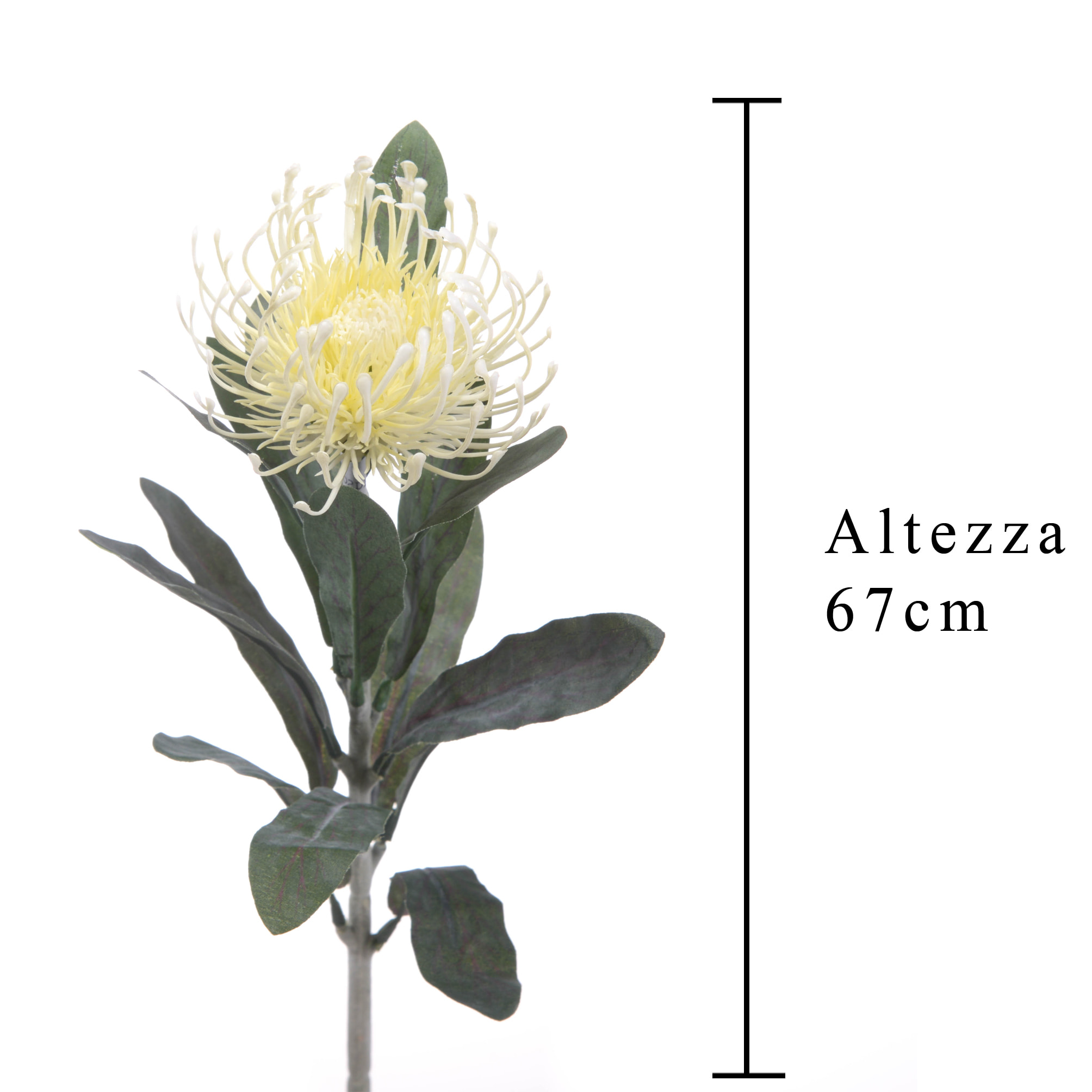 Fiore Di Protea Composto Da 14 Foglie. Altezza 67 Cm - Pezzi 12 - 8X67X8cm - Colore: Altro - Bianchi Dino - Fiori Artificiali