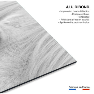 Tableau cheval blanc d' Islande Tableau alu Dibond