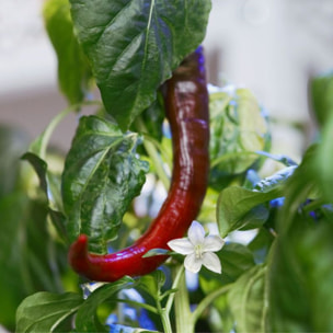 Recharge jardin d'intérieur VERITABLE Mini Piments