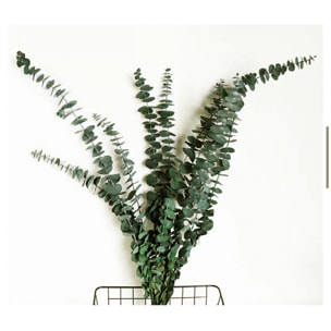 Eucalipto spiral preservato - Pezzi 1-W15 X D3 H65 CM - Naturale - Bianchi Dino SpA