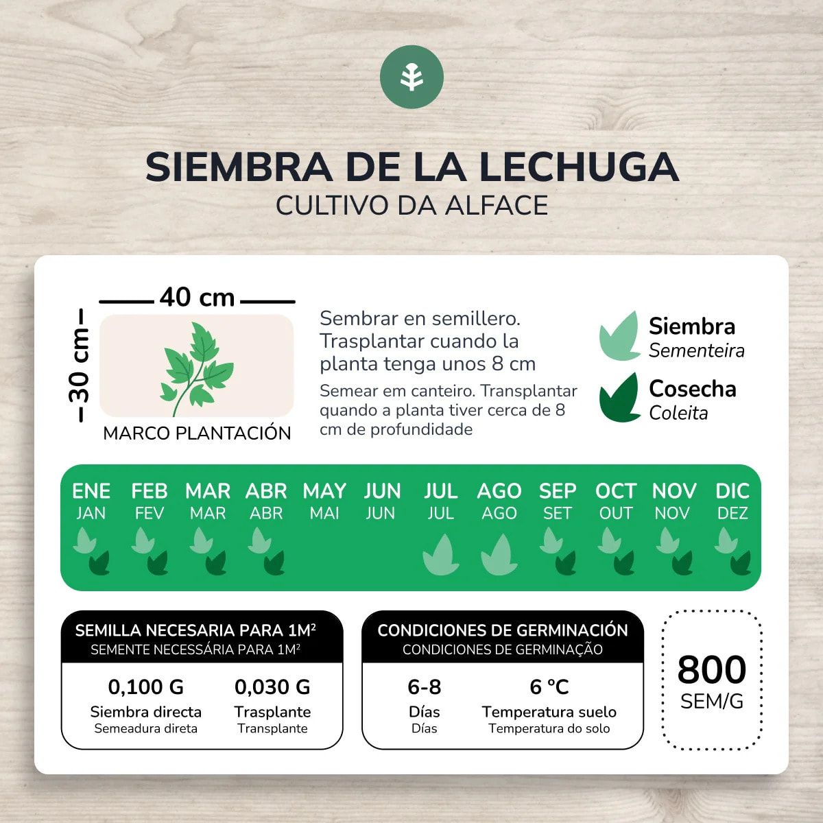 Semillas de Lechuga Mantecosa 4 estaciones ecológicas Planeta Huerto
