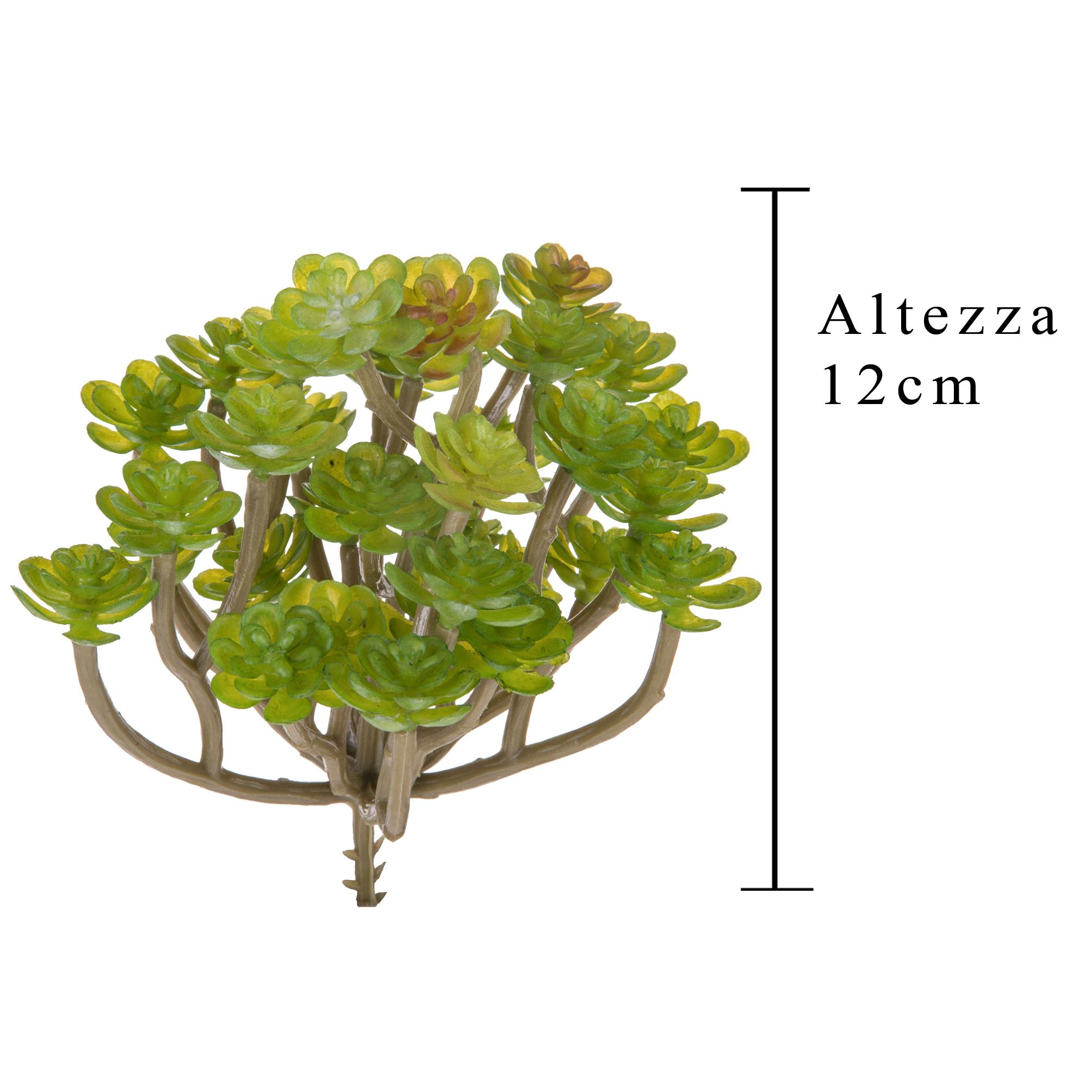 Aoenium Succulent. Altezza 12 Cm - Pezzi 12 - 10X12X8cm - Colore: Verde - Bianchi Dino - Piante Artificiali