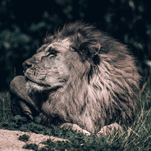 Tableau lion mon roi Toile imprimée