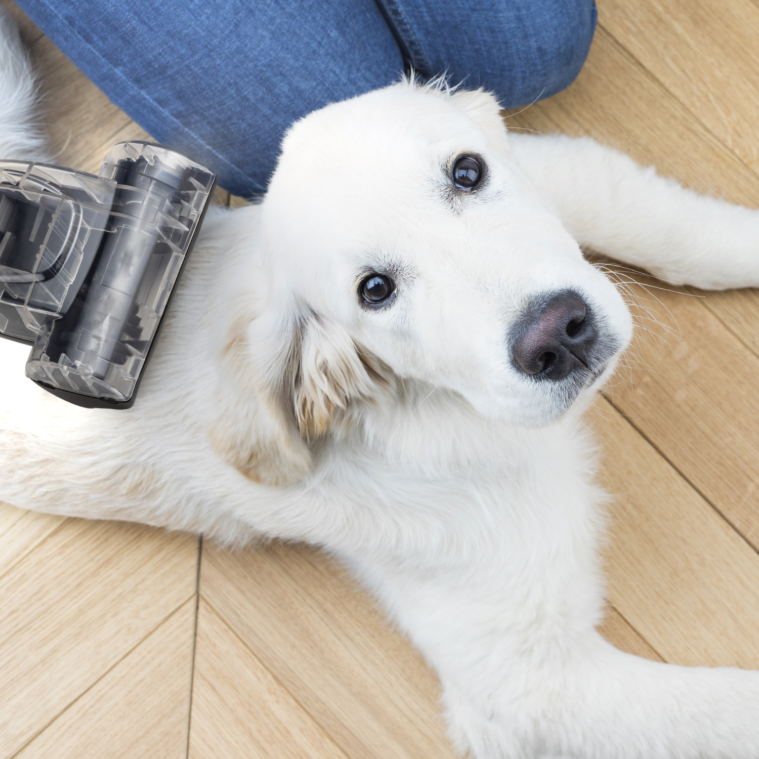 Aspirador ciclonico sin bolsa STC58 H.Koenig, cepillo para suelos duros y cepillo para alfombras y mascotas, filtro HEPA 12, 850W