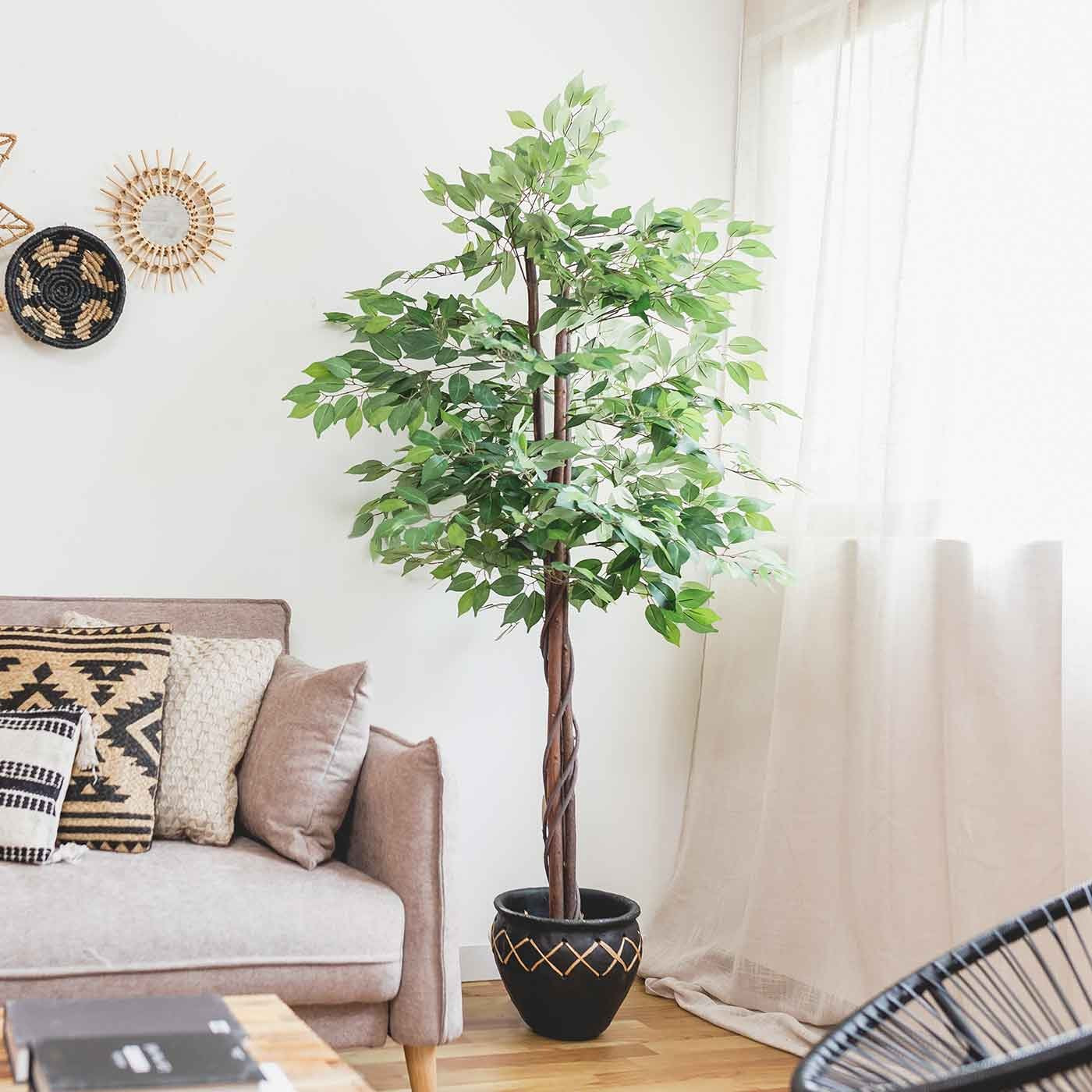 Plante ficus lennon 180cm