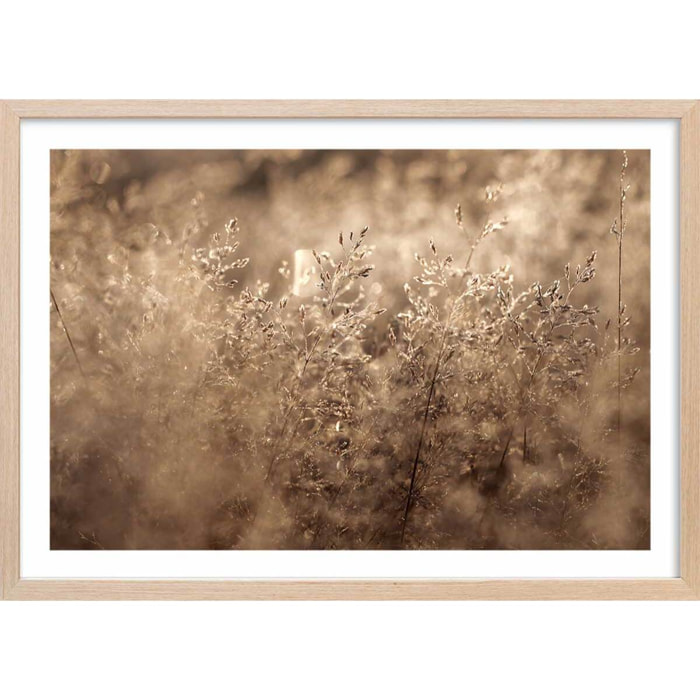 Affiche fleurs field grass Affiche + cadre en bois - Chêne