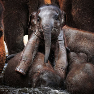 Affiche éléphant petit prince... Affiche + cadre en bois - Chêne