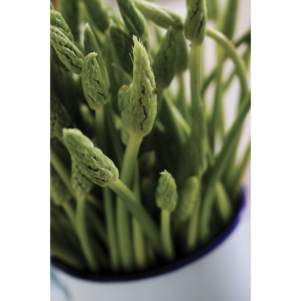 Tableau graine germée verte Tableau alu Dibond