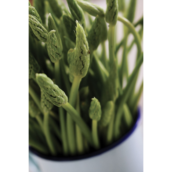 Tableau graine germée verte Tableau alu Dibond