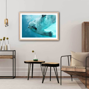 Affiche ours blanc en plein plongeon Affiche + cadre en bois - Chêne
