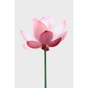 Tableau zen lotus rose  Toile imprimée