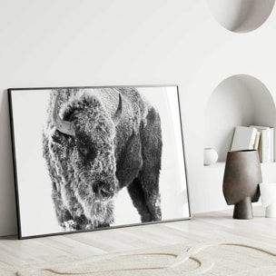 Affiche encadrée bison enneigé en noir et blanc Affiche + cadre en métal - Noir