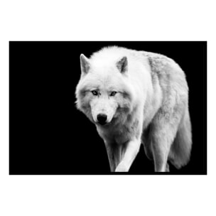 Affiche encadrée loup blanc sur fond noir Affiche + cadre en métal - Noir