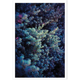 Affiche photo Tableau macro plante grasse collector Affiche seule