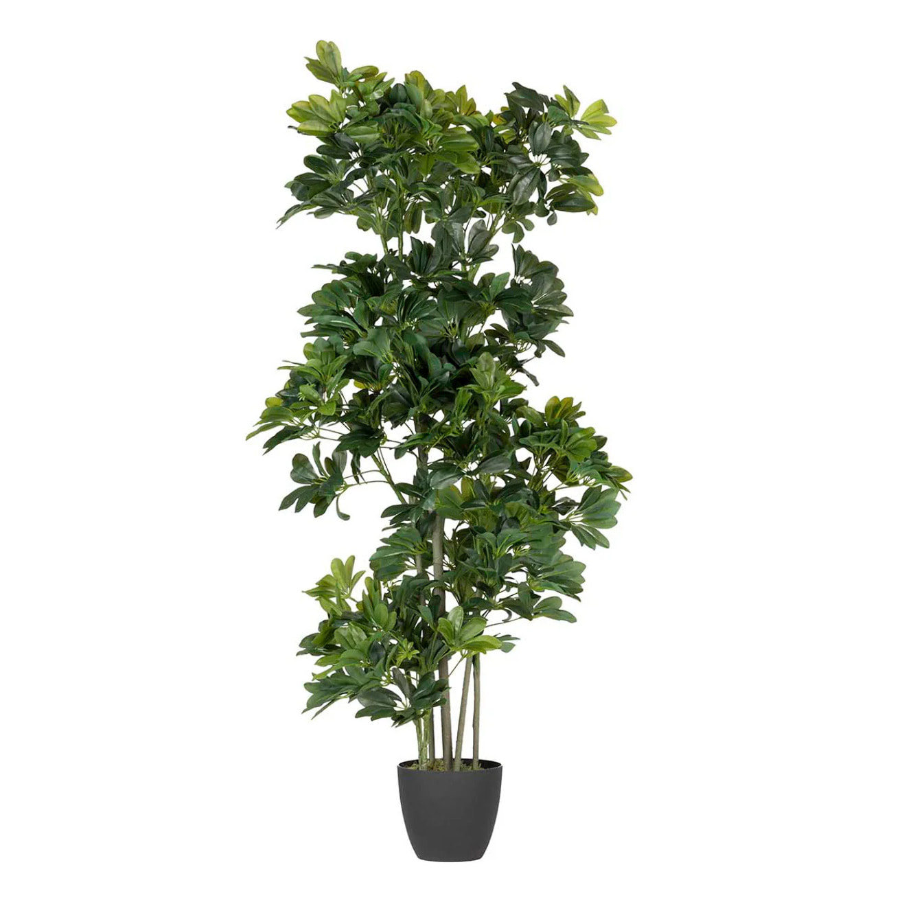 Planta Schefflera Arboricola 60x60x145 Cm