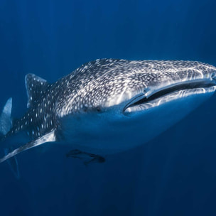 Affiche Requin baleine Affiche + cadre en bois - Chêne