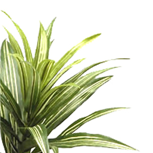 Dracena Con 141 Foglie. Altezza 83 Cm - Pezzi 1 - 37X83X31cm - Colore: Verde - Bianchi Dino - Piante Artificiali