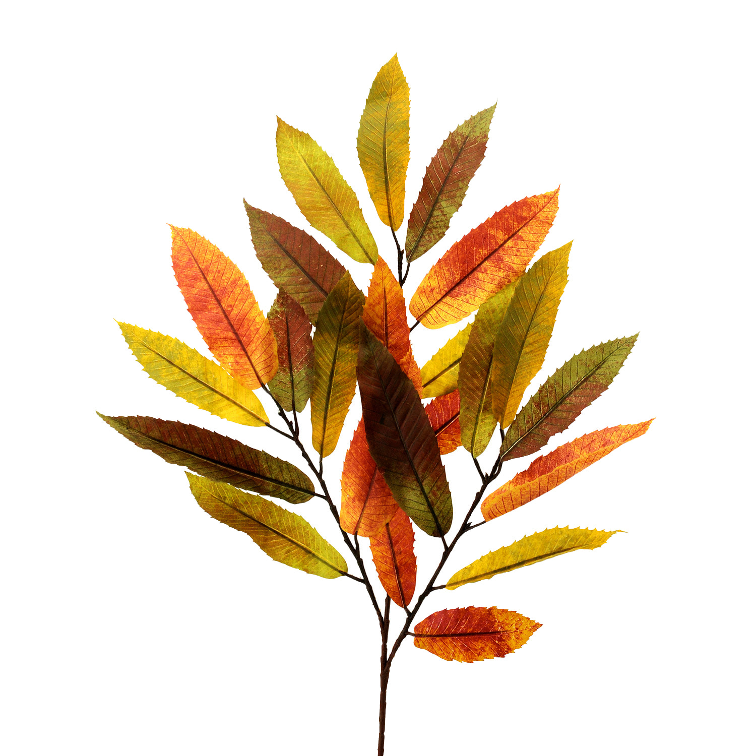 Platano autunnale - Pezzi 12 - ROSSO - Bianchi Dino SpA