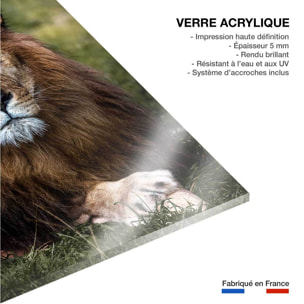 Tableau animaux pattes de lion Tableau plexiglas