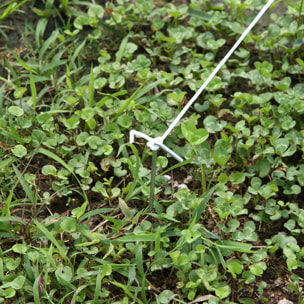 Serre de jardin tunnel surface sol 8 m² 4 x 2 x 2 m châssis tubulaire renforcé 18 mm 6 fenêtres blanc