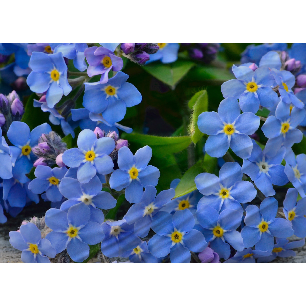 Copripiumino Stampa Digitale Disegno Nontiscordardime Misura Letto Matrimoniale