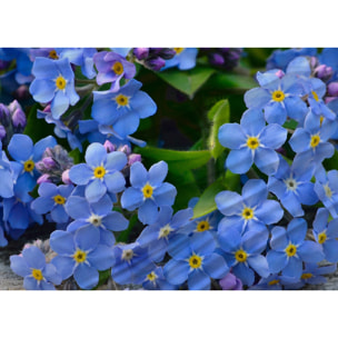 Copripiumino Stampa Digitale Disegno Nontiscordardime Misura Letto Matrimoniale