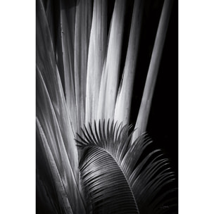 Tableau fleurs Marbella palm Tableau alu Dibond