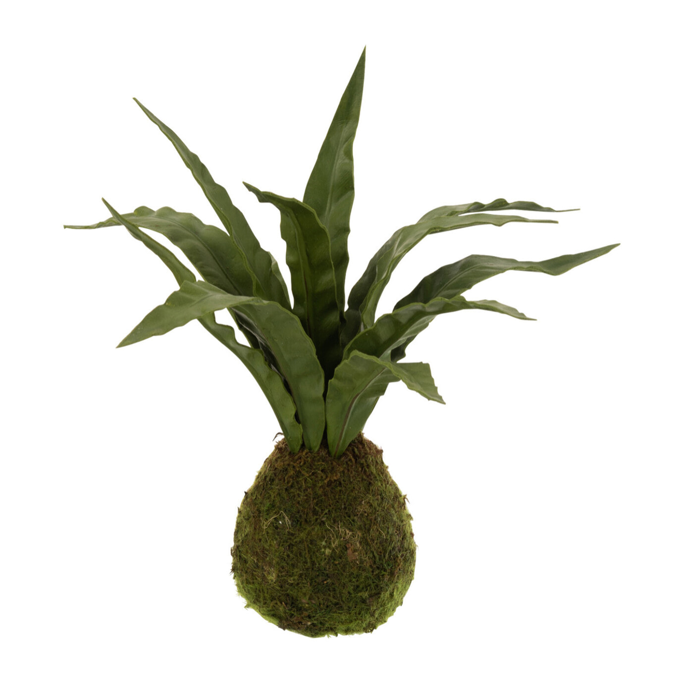 J-Line plante Langue De Belle-Mere - plastique - vert