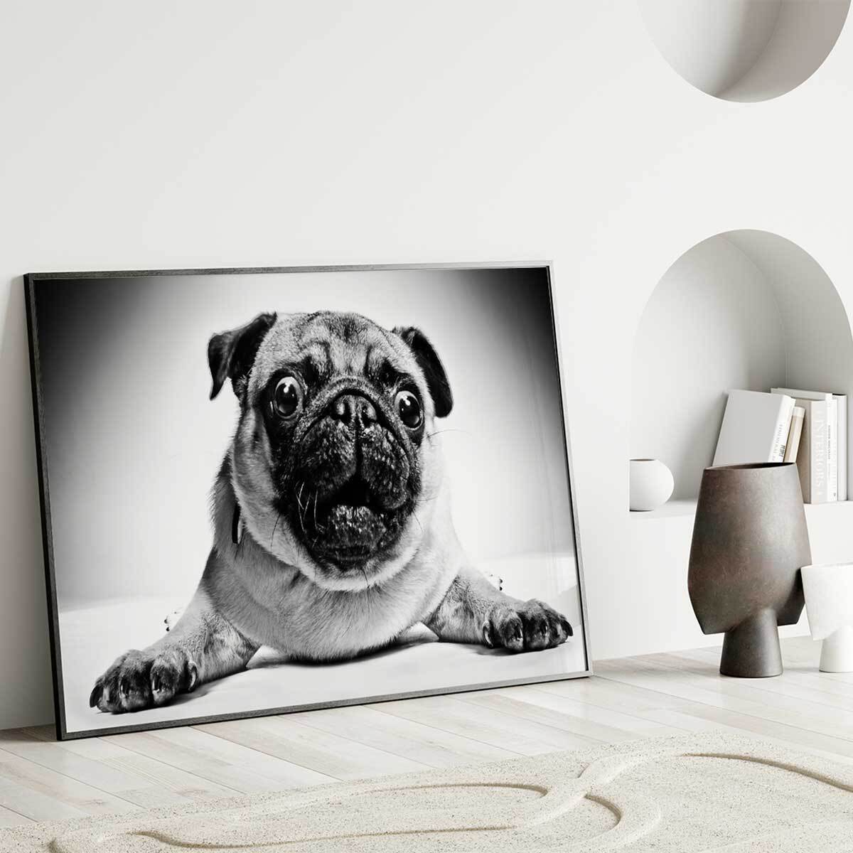 Affiche encadrée portrait de carlin en noir et blanc Affiche + cadre en métal - Noir