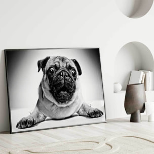 Affiche encadrée portrait de carlin en noir et blanc Affiche + cadre en métal - Noir