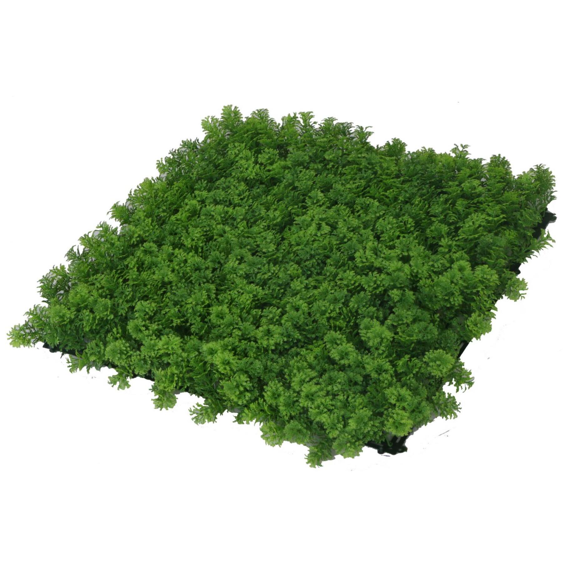Parete verde verticale Vacchetti lichene cm100x100