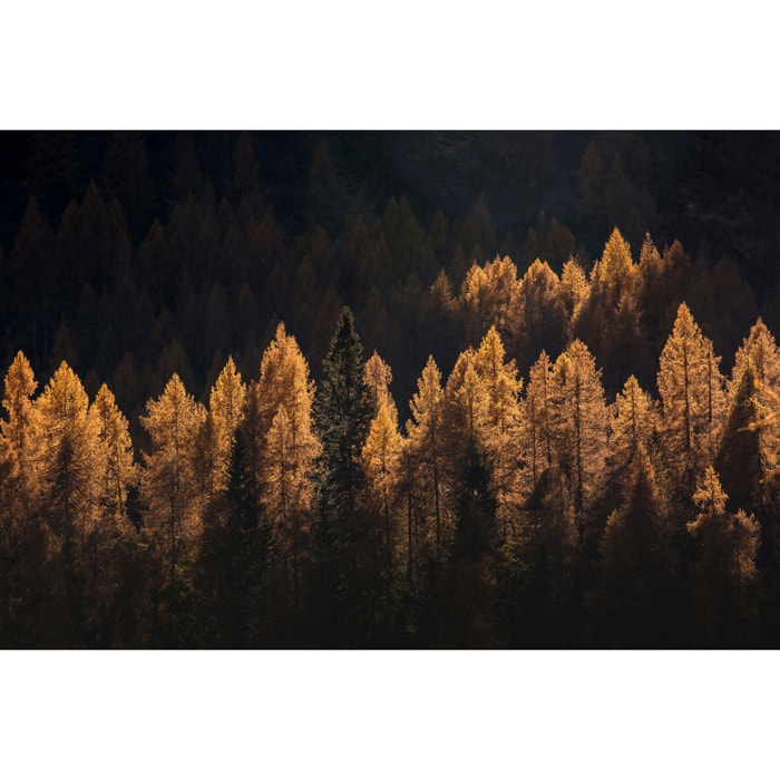 Tableau Mélèzes en automne Tableau alu Dibond